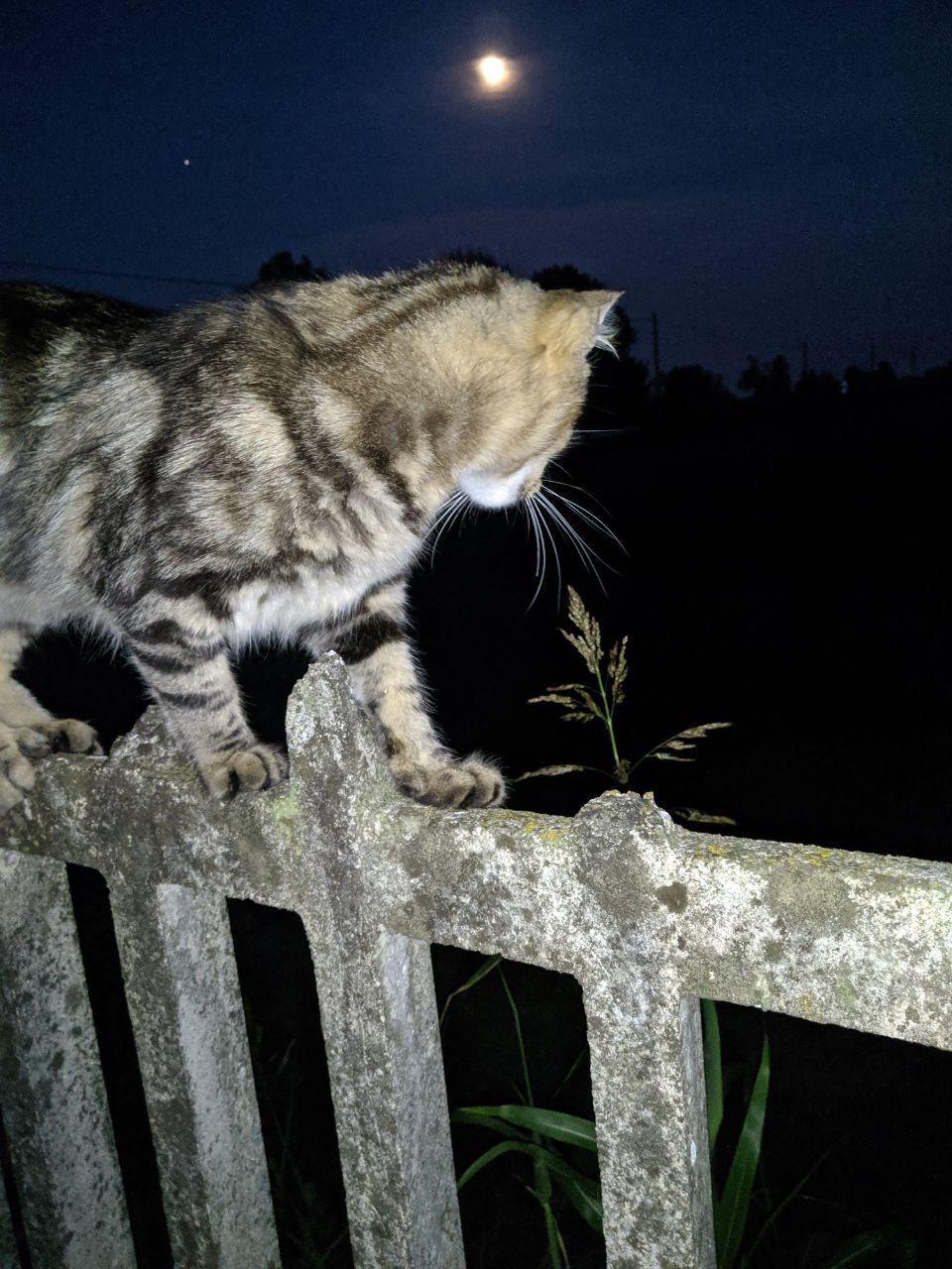 Camilla by night