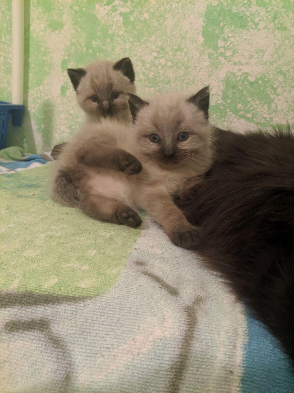 Cats