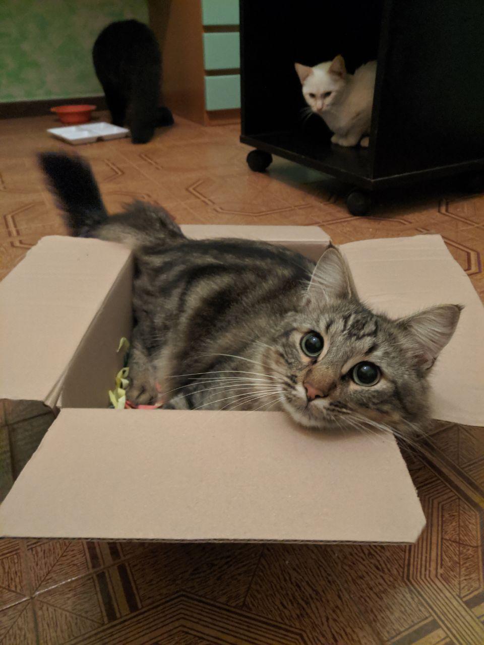 Cats